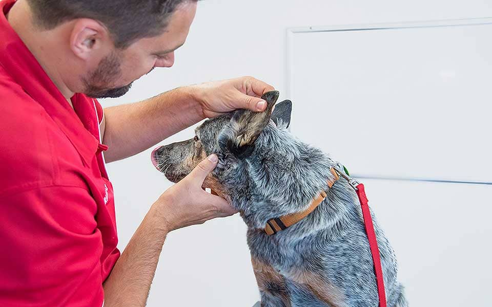 2.1 Emergency Vets 24/7