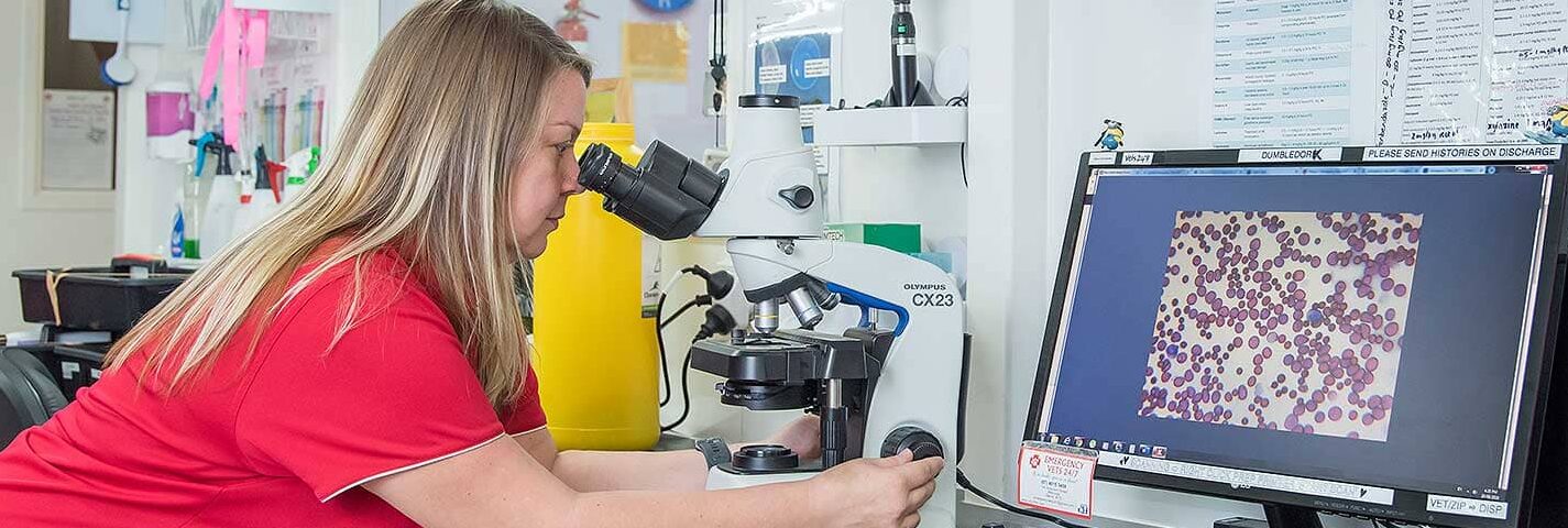 This is a the main heading