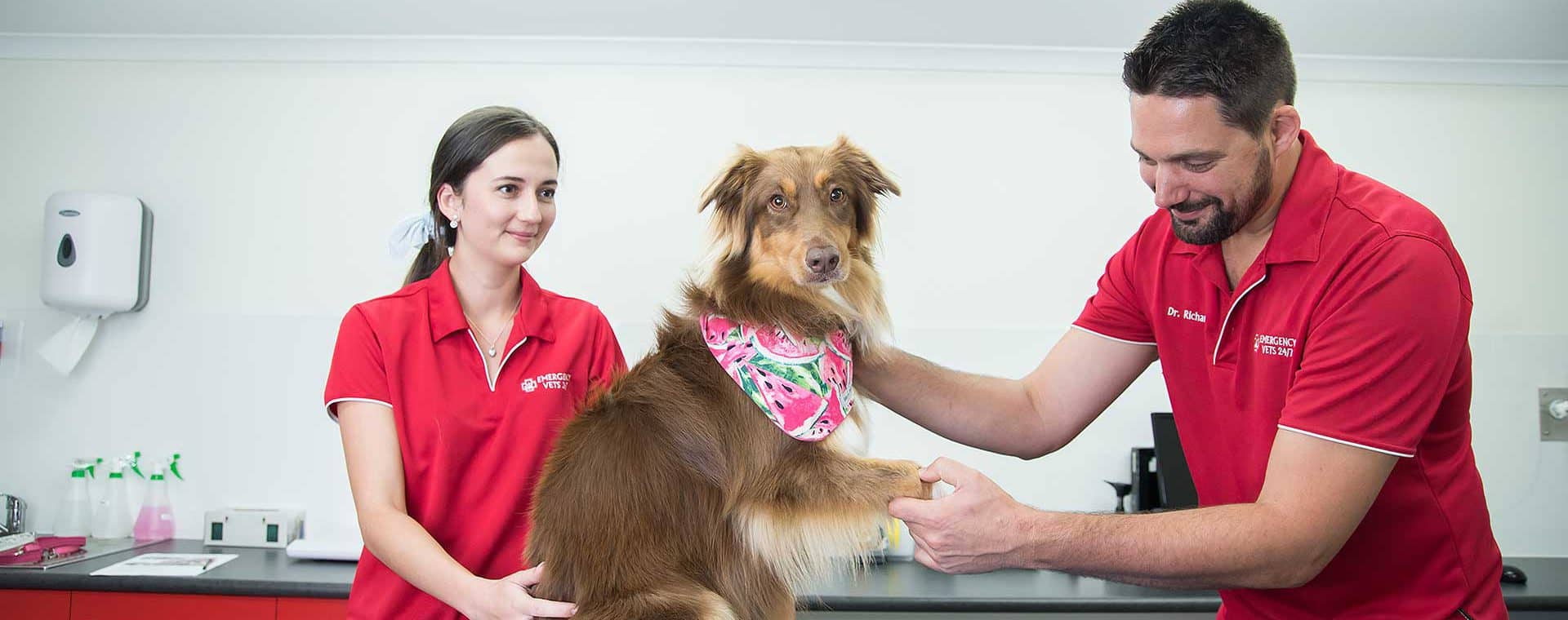 Cairns Emergency Vets - Access to Quality Care 24/7 - (07) 4015 3459